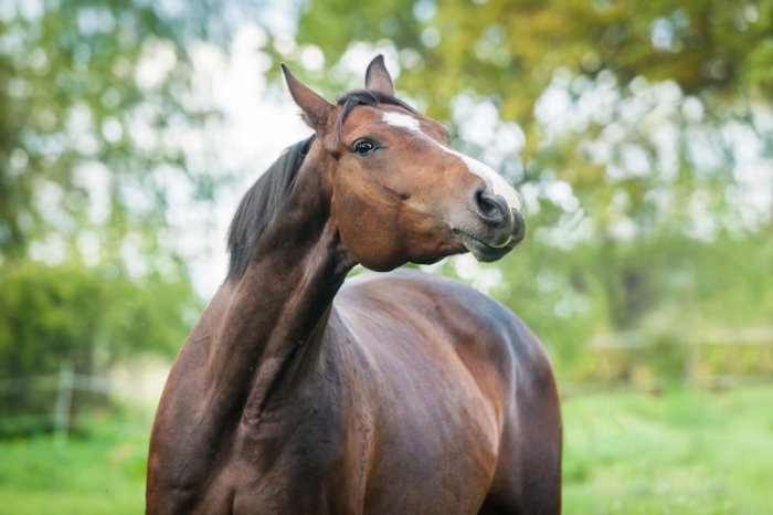 Heeft je paard een blokkade?