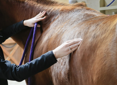 Stress verminderen bij paarden, last van gespannen paard?