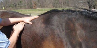 Fascia massage behandeling paard