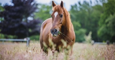 Spierspanning bij paarden verminderen?